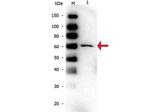 Bovine Serum Albumin Monoclonal Antibody (5F9)