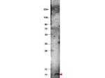 CXCL10 Polyclonal Antibody
