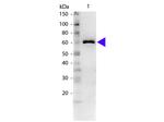 Bovine Serum Albumin Polyclonal Antibody