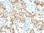 Emerin Antibody in Immunohistochemistry (Paraffin) (IHC (P))