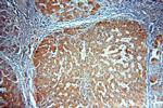 ACTR10 Antibody in Immunohistochemistry (Paraffin) (IHC (P))
