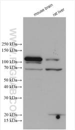 RIPK5 Antibody in Western Blot (WB)