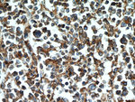 CD45 Antibody in Immunohistochemistry (Paraffin) (IHC (P))