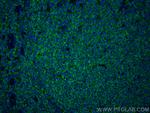CD45 Antibody in Immunohistochemistry (PFA fixed) (IHC (PFA))