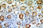 FAM96B Antibody in Immunohistochemistry (Paraffin) (IHC (P))