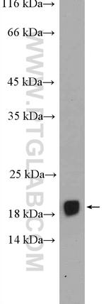 FAM96B Antibody in Western Blot (WB)