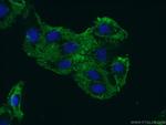 ARHGEF40 Antibody in Immunocytochemistry (ICC/IF)