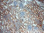 ARHGEF40 Antibody in Immunohistochemistry (Paraffin) (IHC (P))