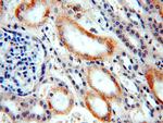 ARHGEF40 Antibody in Immunohistochemistry (Paraffin) (IHC (P))