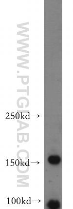 ARHGEF40 Antibody in Western Blot (WB)
