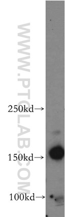 ARHGEF40 Antibody in Western Blot (WB)