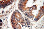 C18orf8 Antibody in Immunohistochemistry (Paraffin) (IHC (P))