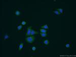 NOSTRIN Antibody in Immunocytochemistry (ICC/IF)