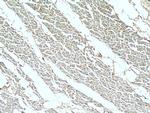 NOSTRIN Antibody in Immunohistochemistry (Paraffin) (IHC (P))