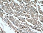NOSTRIN Antibody in Immunohistochemistry (Paraffin) (IHC (P))