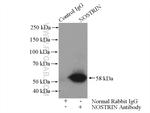 NOSTRIN Antibody in Immunoprecipitation (IP)