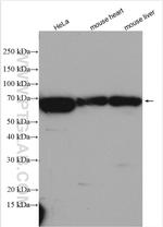 NOSTRIN Antibody in Western Blot (WB)