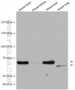 NOSTRIN Antibody in Western Blot (WB)