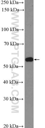 NOSTRIN Antibody in Western Blot (WB)