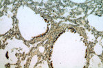 TMCO6 Antibody in Immunohistochemistry (Paraffin) (IHC (P))
