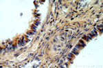 TMCO6 Antibody in Immunohistochemistry (Paraffin) (IHC (P))