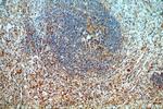 TMCO6 Antibody in Immunohistochemistry (Paraffin) (IHC (P))
