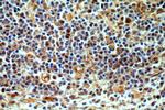 TMCO6 Antibody in Immunohistochemistry (Paraffin) (IHC (P))
