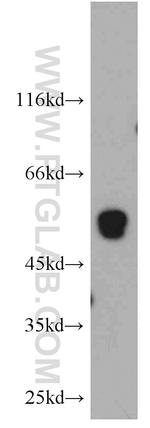 TMCO6 Antibody in Western Blot (WB)
