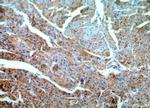 APOBEC2 Antibody in Immunohistochemistry (Paraffin) (IHC (P))