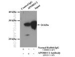 APOBEC2 Antibody in Immunoprecipitation (IP)