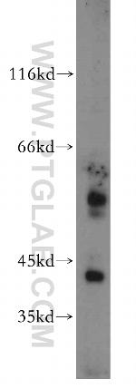 WDR13 Antibody in Western Blot (WB)