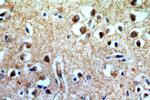 CUEDC2 Antibody in Immunohistochemistry (Paraffin) (IHC (P))