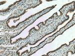 CUEDC2 Antibody in Immunohistochemistry (Paraffin) (IHC (P))