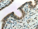 CUEDC2 Antibody in Immunohistochemistry (Paraffin) (IHC (P))