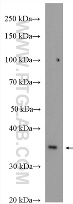 CUEDC2 Antibody in Western Blot (WB)