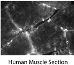 TMEM214 Antibody in Immunohistochemistry (IHC)