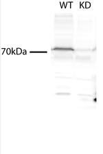 TMEM214 Antibody in Western Blot (WB)