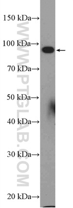 C15orf39 Antibody in Western Blot (WB)