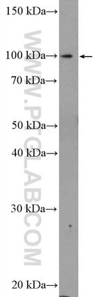 C15orf39 Antibody in Western Blot (WB)