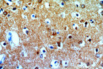 FAM49B Antibody in Immunohistochemistry (Paraffin) (IHC (P))