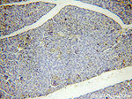 FAM49B Antibody in Immunohistochemistry (Paraffin) (IHC (P))