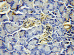 FAM49B Antibody in Immunohistochemistry (Paraffin) (IHC (P))