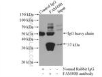 FAM49B Antibody in Immunoprecipitation (IP)