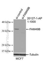 FAM49B Antibody in Western Blot (WB)
