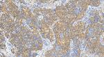 SLC43A3 Antibody in Immunohistochemistry (Paraffin) (IHC (P))