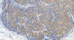SLC43A3 Antibody in Immunohistochemistry (Paraffin) (IHC (P))