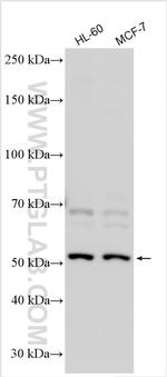 SLC43A3 Antibody in Western Blot (WB)