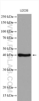 GTPBP5 Antibody in Western Blot (WB)