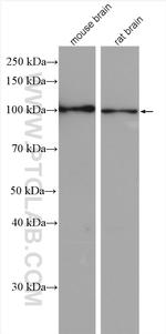 ZHX2 Antibody in Western Blot (WB)