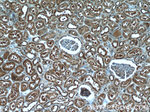 CXorf26 Antibody in Immunohistochemistry (Paraffin) (IHC (P))